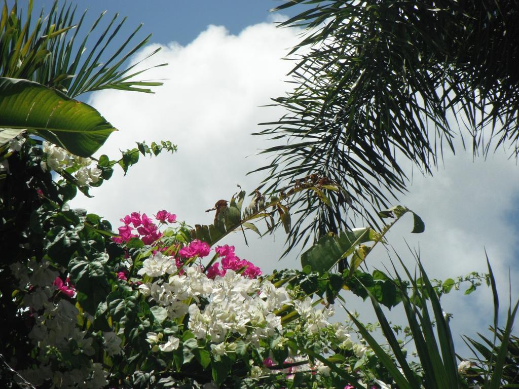 Classique International In Dominica Marigot Room photo